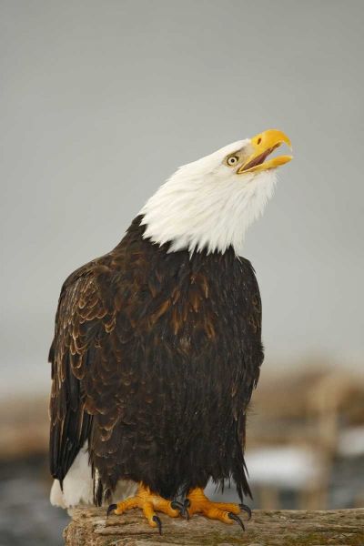 Alaska, Homer Bald eagle sitting on log calling
